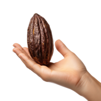 A woman hand gesturing with a cocoa pod against a transparent background png