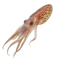 image of an isolated squid on a transparent background png