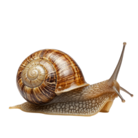 image of an isolated snail on a transparent background png