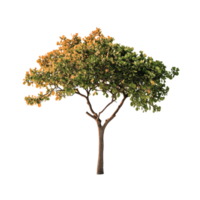 tree on the beach with an orange sky and beautiful scenery png