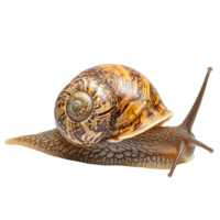 image of an isolated snail on a transparent background png