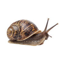 image of an isolated snail on a transparent background png