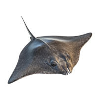 image of an isolated stingray on a transparent background png