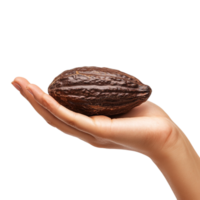 A woman hand gesturing with a cocoa pod against a transparent background png