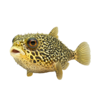 pufferfish on a transparent background png
