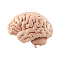 3D side view of a brain isolated on a transparent background png
