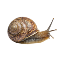 image of an isolated snail on a transparent background png