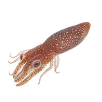 image of an isolated squid on a transparent background png