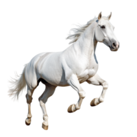 Running Horse on transparent background png