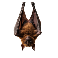 Bat Hanging Upside Down on transparent background png