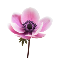 Flower image isolated on transparent background png