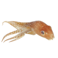image of an isolated squid on a transparent background png