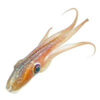 image of an isolated squid on a transparent background png