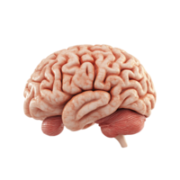 3D side view of a brain isolated on a transparent background png