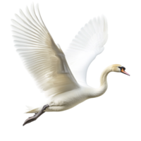 A swan attempting to fly against a transparent background png