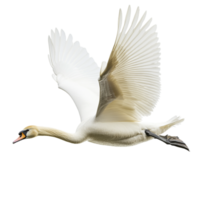 A swan attempting to fly against a transparent background png