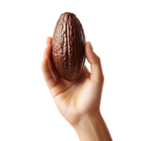 A woman hand gesturing with a cocoa pod against a transparent background png