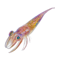 image of an isolated squid on a transparent background png