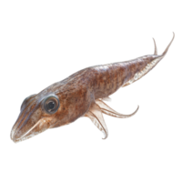 image of an isolated squid on a transparent background png