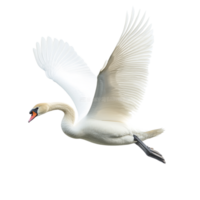 A swan attempting to fly against a transparent background png