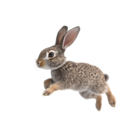 rabbit running on a transparent background png