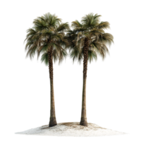 image of twin palm trees on a transparent background png