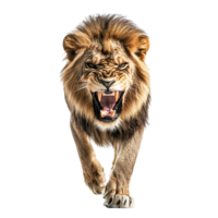 Angry Lion Walking Front View on transparent background png