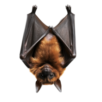 Bat Hanging Upside Down on transparent background png