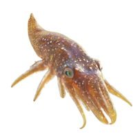 image of an isolated squid on a transparent background png