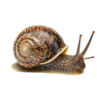 image of an isolated snail on a transparent background png