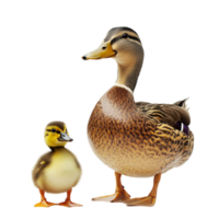 Duck with Duckling on transparent background png