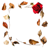 Aesthetic Boho Frame with Red Rose and Dry Leaves Isolated Against transparent background png