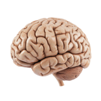 3D side view of a brain isolated on a transparent background png