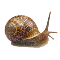 image of an isolated snail on a transparent background png