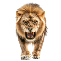 Angry Lion Walking Front View on transparent background png