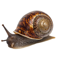 image of an isolated snail on a transparent background png