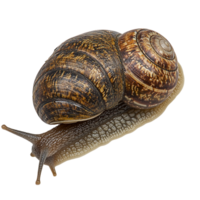 image of an isolated snail on a transparent background png