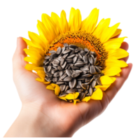 image of sunflower seeds in a hand on a transparent background png