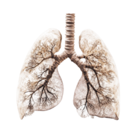 Clean Human Lungs on transparent background png