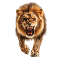 Angry Lion Walking Front View on transparent background png