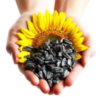 image of sunflower seeds in a hand on a transparent background png