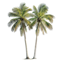 image of twin palm trees on a transparent background png