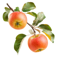 Apples on Branch on transparent background png
