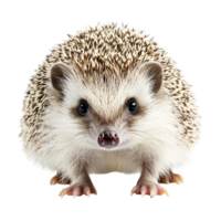 Hedgehog Front View on transparent background png