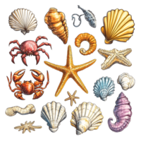 Hand drawn starfish shells crabs and a seahorse on a transparent background png