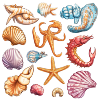 Hand drawn starfish shells crabs and a seahorse on a transparent background png