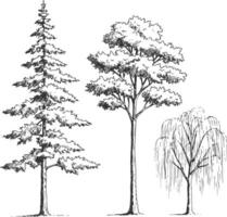 Set of hand-drawn architectural trees in minimal sketch style, featuring various tree types in side view for landscape design and CAD drafting vector