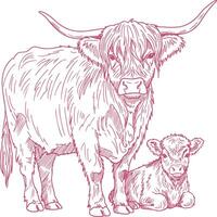 Sitting Highland calf hand drawn illustration in rustic sketch style, vintage baby farm animal design element vector
