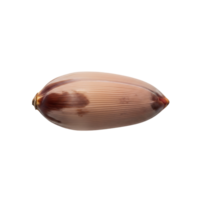 Pink and Brown Seashell Isolated on a transparent background png