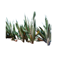 Sansevieria plants or racaena trifasciata growing on the ground with a black background, highlighting the sword-like leaves in a dense formation. Ideal for botanical or nature-themed designs. png